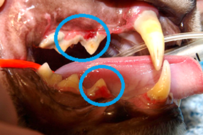 猫の歯の吸収病巣について
