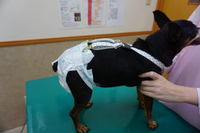 オムツがずれない工夫です 玉野市 岡山市南区で動物病院ならなかにし動物病院